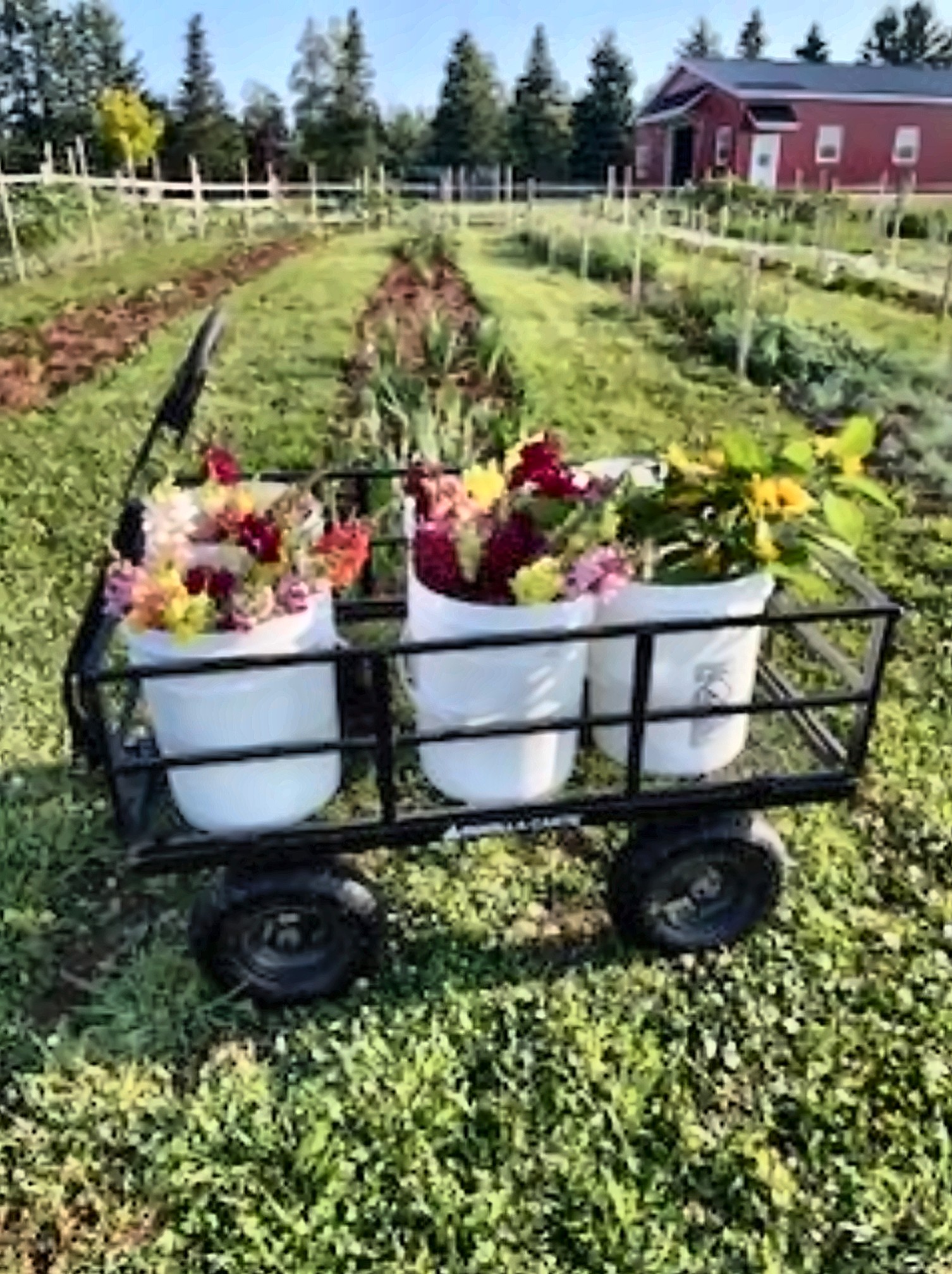 White buckets of fresh bouquets riding the garden cart between the flower rows, the red barn behind