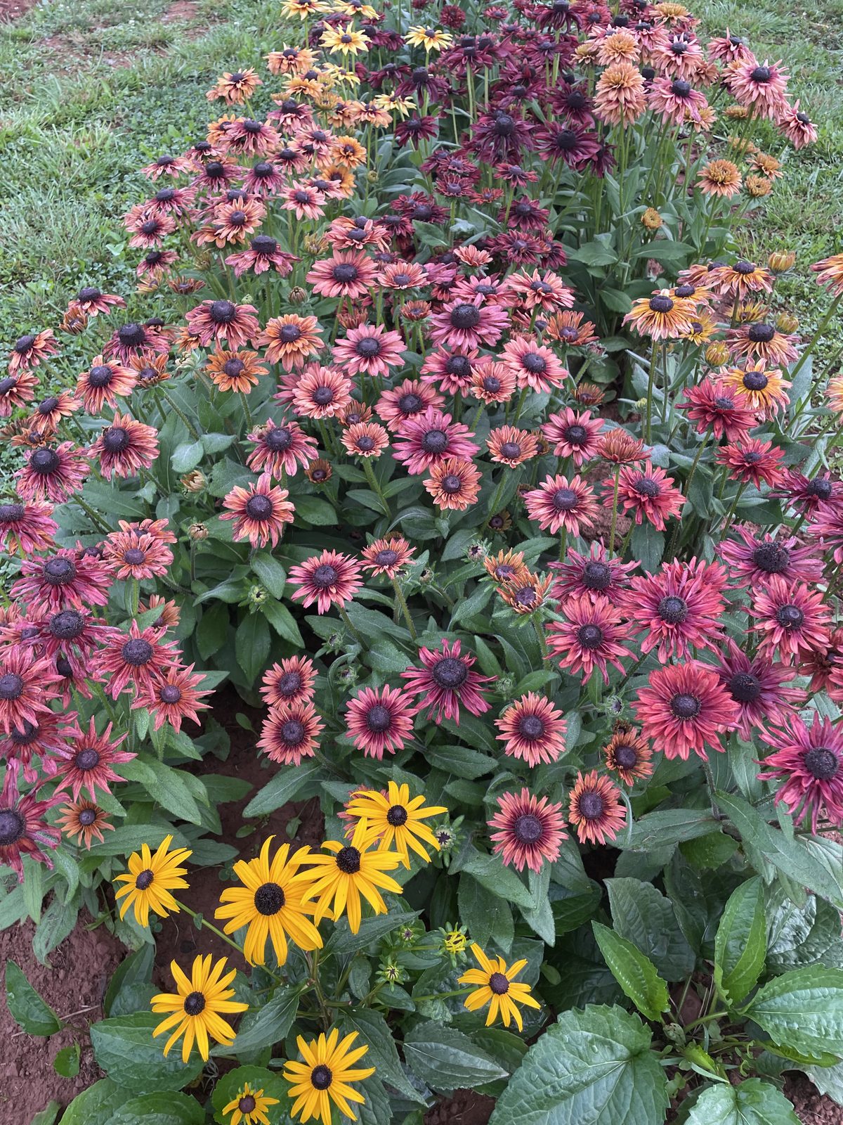 Echinacea and rudbeckia blooming together in shades of pink, red, and gold