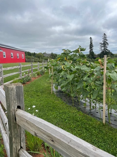 Sunflowers along the fence line with the red barn behind, the edge of the garden the U-Pick will open up