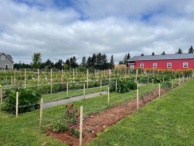 Grass paths between the flower rows, the red barn at the edge of the garden