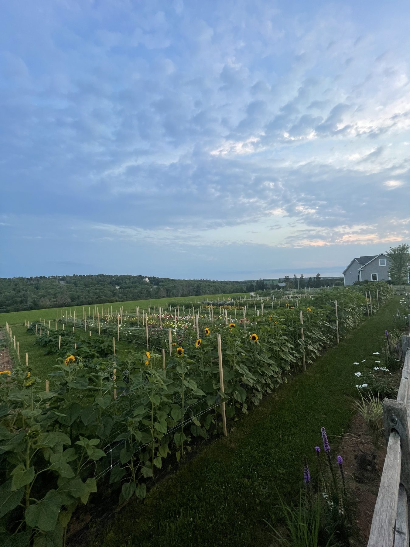Staked flower rows and sunflowers stretching toward the tree line at dusk, the farmhouse in the distance