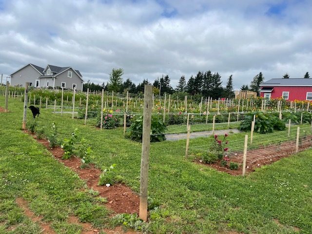 The young flower rows early in the season, staked and mulched, with the farmhouse and red barn beyond