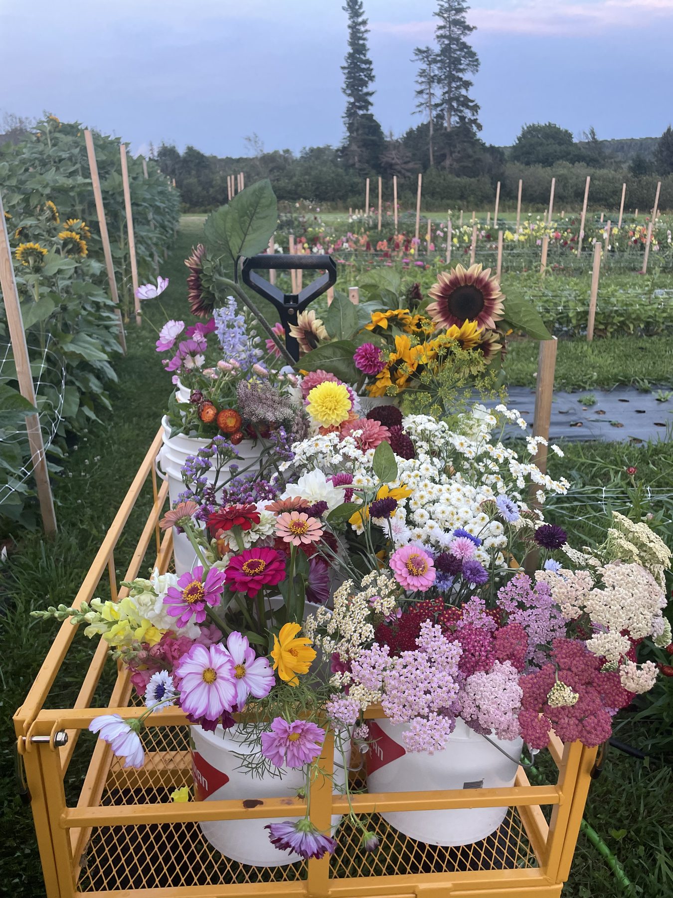 The garden cart heaped with just-cut blooms of every colour, mid-harvest in the rows