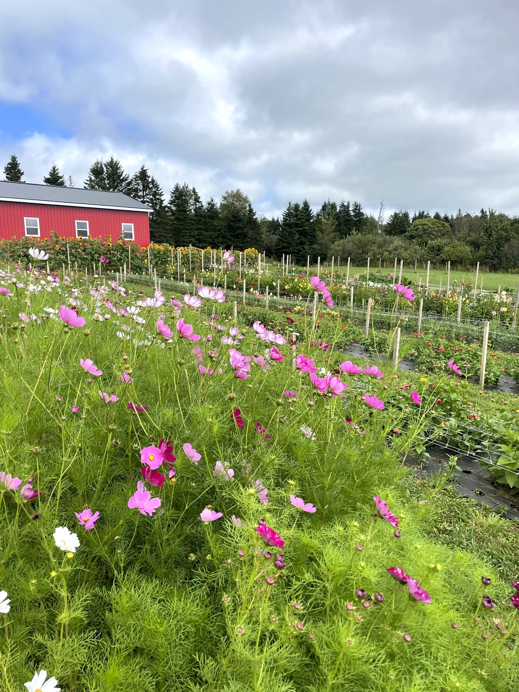 Cosmos in pink and white filling the flower rows, with the farm's red barn and a big evening sky behind them