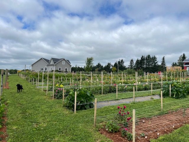 The flower rows and red barn at the farm gate on Callaghan Road