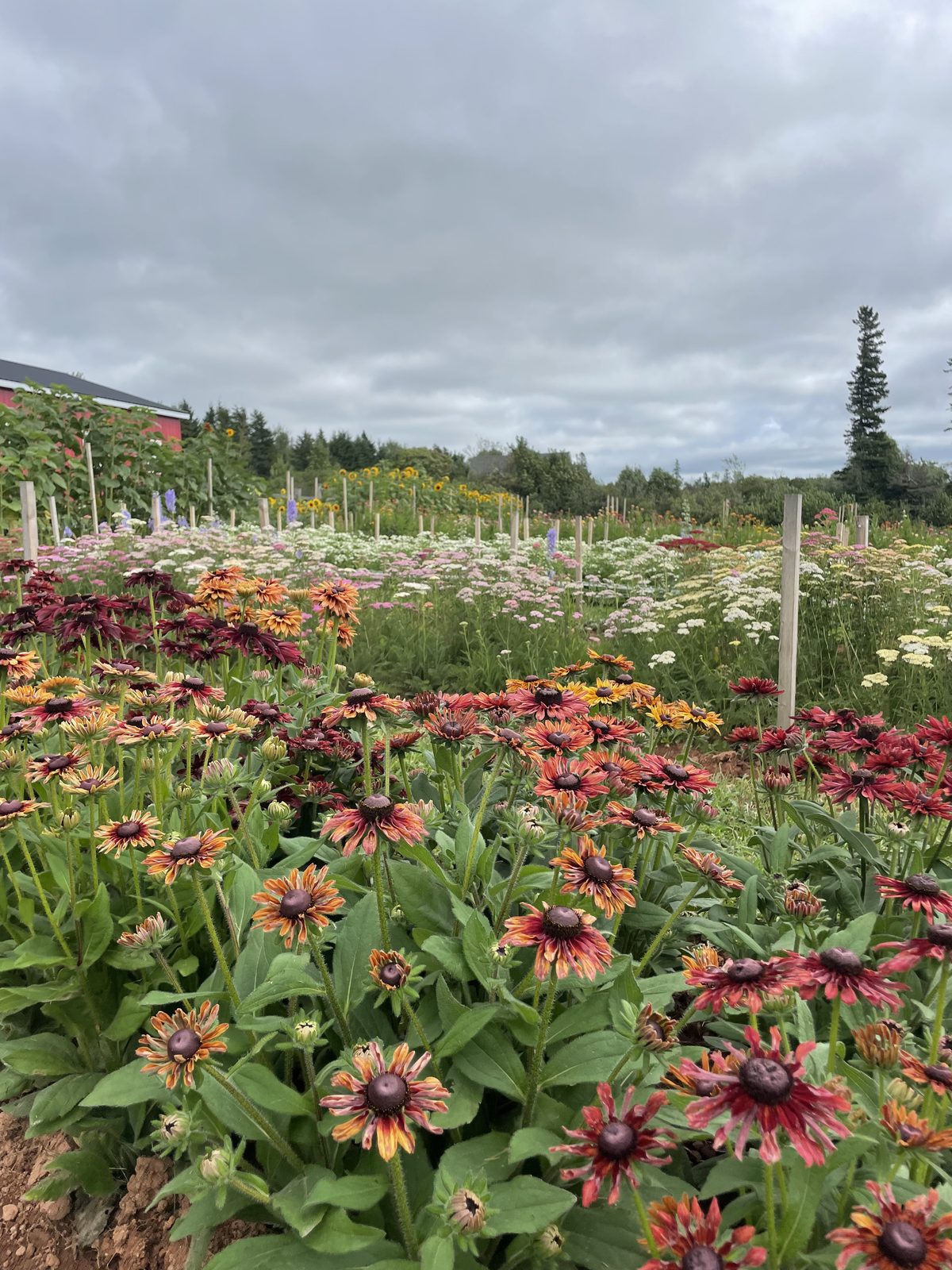 Rudbeckia and companion flowers at their peak, the kind of texture that fills out an arrangement