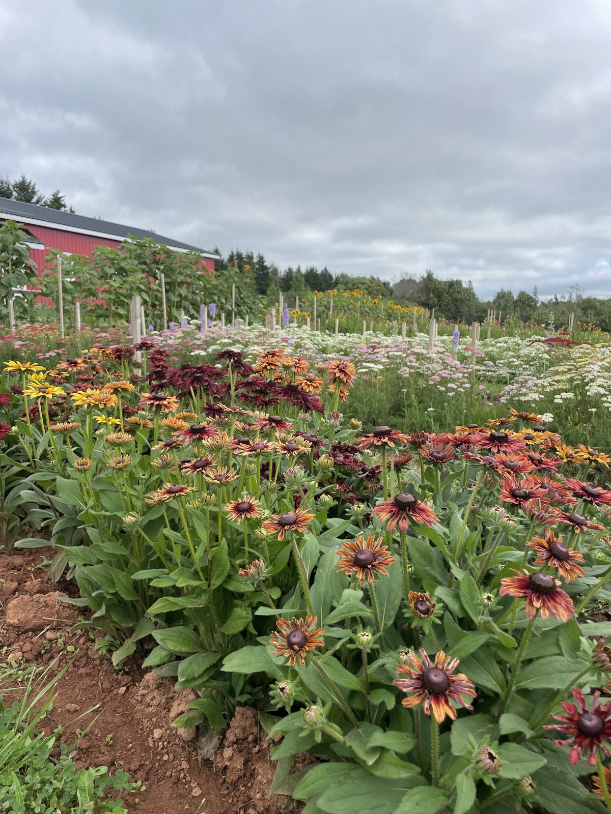 A full bed of rudbeckia in deep reds and browns, one of the varieties grown for cutting