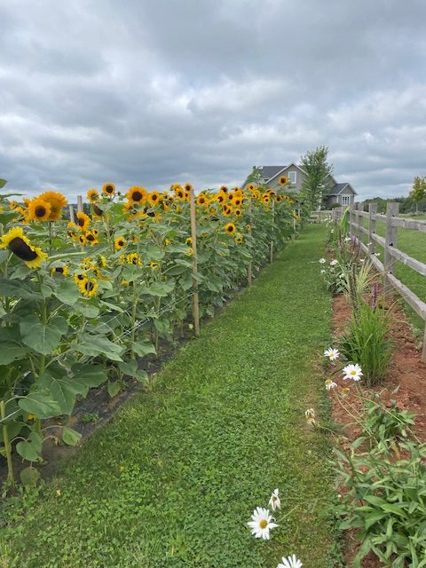A full row of sunflowers along a grass path, the kind of row the U-Pick will wander
