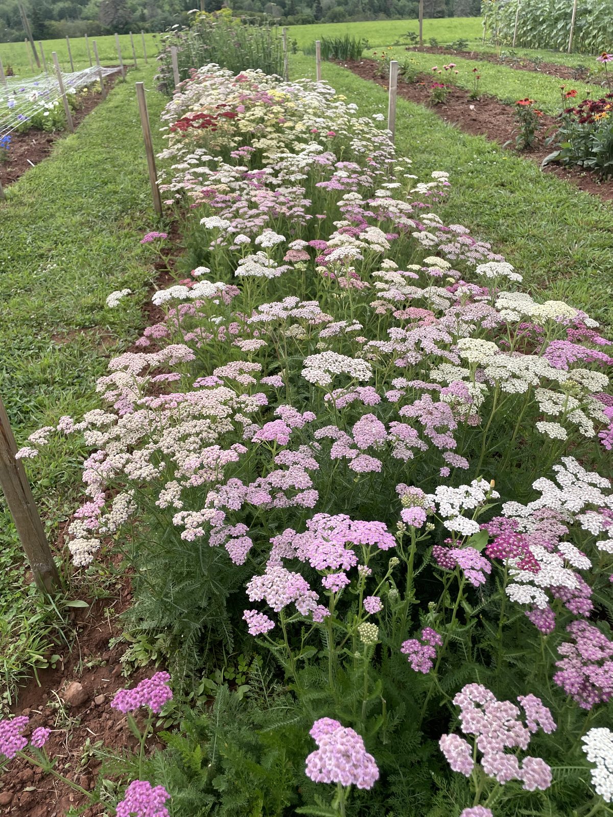 A long row of yarrow in whites and pale pinks, one of the farm's filler flowers