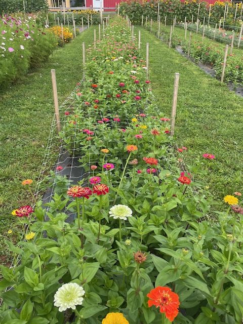 Zinnias in full colour along the row, the sort of bunch waiting at the stand